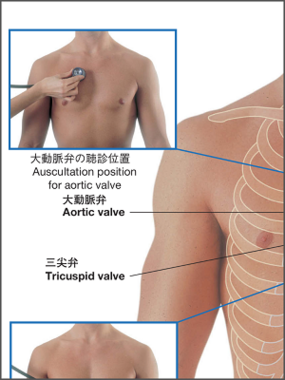 グレイ解剖学✨電子コード未使用✨ グレイ解剖学✨電子コード未使用✨